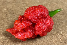The Beast Red (Naga Brains x Carolina Reaper Cross) Ultrahot Pepper Premium Seed