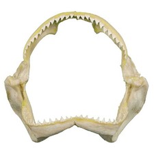 Mâchoire de requin de récif - Taille 16 à 20 cm