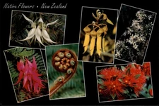 Native Flowers New Zealand vintage postcard t751
