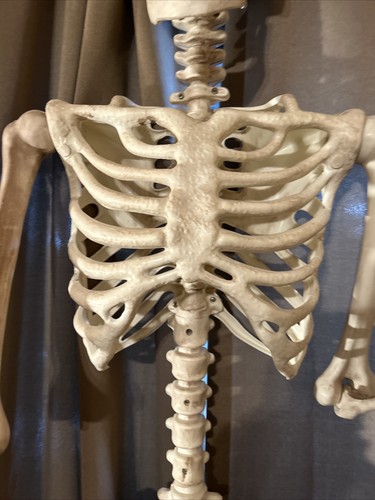 5 Foot ft Poseable Skeleton (1) SINGLE Halloween Decoration New Condition in Box - Picture 10 of 13