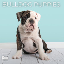 Bulldog Puppy 2026 Wall Calendar  12" X 24" Open Calendar  Dog Photography Thi
