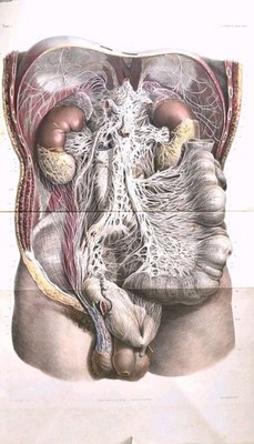 Rare 19th C Large Plate Engraving Traité complet de l'anatomie de l'homme 1836