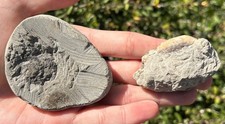 Fossil Crabs in Matrix Lot of 2 Washington Crustacean Eocene Age