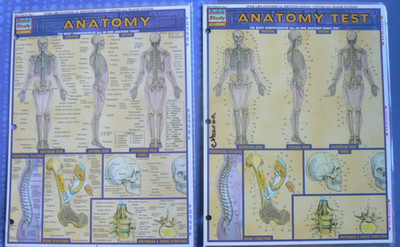 ANATOMY with TEST (2) 6-page laminated Quick Study reference LN! BarCharts