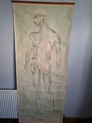 Vintage Adam Rouilly Anatomische Wandtafel Muskeln Hinteransicht