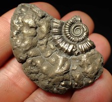 Pyrite multi-ammonite fossil (45 mm) Crucilobiceras Charmouth Jurassic Coast UK