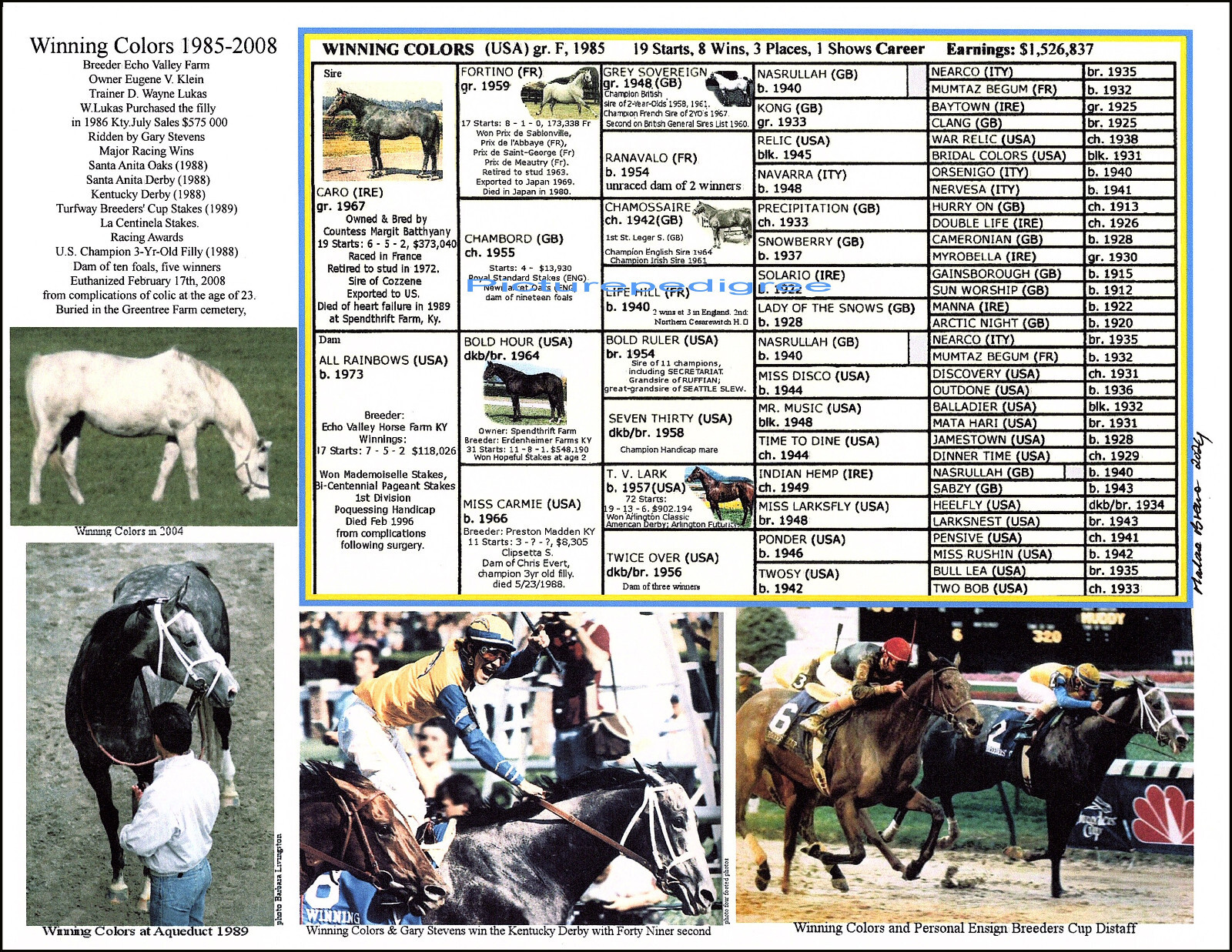 Grey Race Horse Kentucky Derby FILLY WINNING COLORS Picture Pedigree 8.