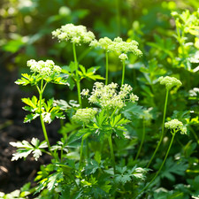 Anise Seeds, Heirloom, Non-GMO, Medicinal, Culinary Herb, Free Shipping