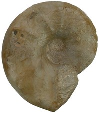 Trias  Ceratites spinosus  Ceratit  Ceratitidae  Muschelkalk  Crailsheim  B1-6