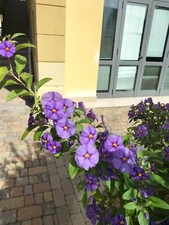 Pianta lycianthes rantonnetii  h 40- 45  cm fiori viola a forma di stella