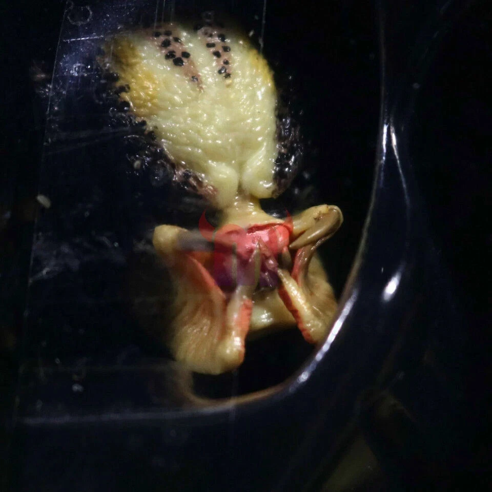 Figuras de ação NECA Predator Jungle Hunter Ultimate 7" brinquedo 1:12 luxo novo na caixa - Imagem 4 de 4