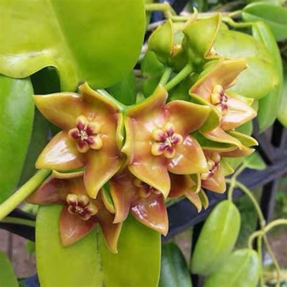 Hoya Ariadna Fully Rooted Grown In 3.5" pot - Eriostemma Ariadna