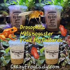 Wingless Fruit Fly Cultures 2 Pack 2 Pack of Golden Hydei Total of 4 CULTURES.