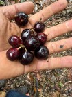 Plinia sp. "Navel Oblongata" Jaboticaba — photo 1