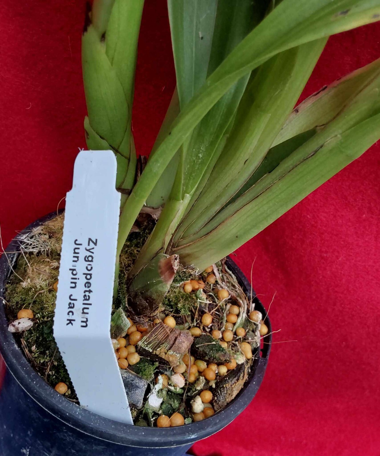 ORCHID ZYGOPETALUM 'Jumpin Jack' with Flower Spikes Sent in a Pot eBay