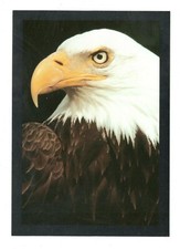 Bald Eagle Unused 4X6 Postcard Art Frans Lanting AF17