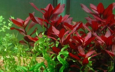 Plante D’Aquarium Ludwigia repens 'Rubin' Tropica 033D Plantes d’Eau Douce - Photo 1/4