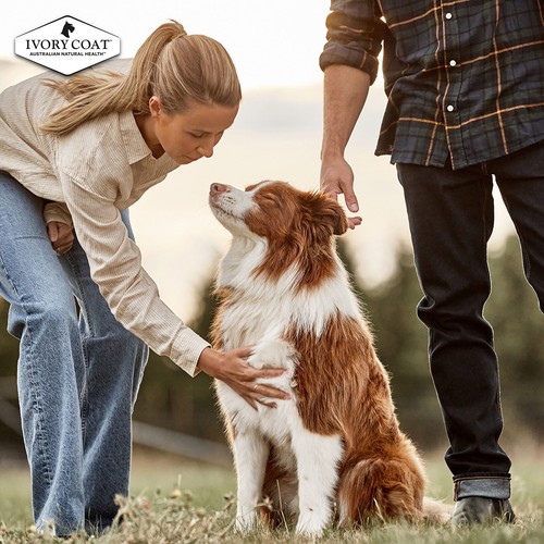 Ivory Coat Turkey & Duck Grain Free 2kg Pet Dog Dry Food Health Nutrition Dogs - Picture 2 of 13