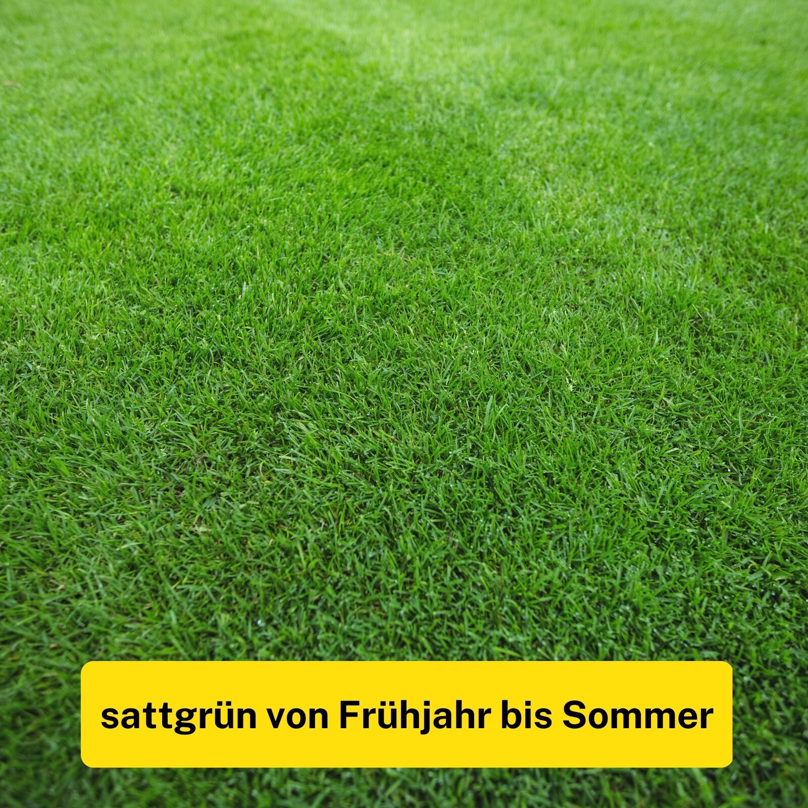 Rasendünger mit Langzeitwirkung Frühjahrsdünger Sommerdünger ohne Moos