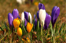 Large Flowering Crocus Mixed Spring Garden Autumn Planting Perennial Hardy