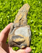 HUGE Fossil Tylosaurus Mosasaur Vertebrae 5.4” Texas Dinosaur Bones Cretaceous