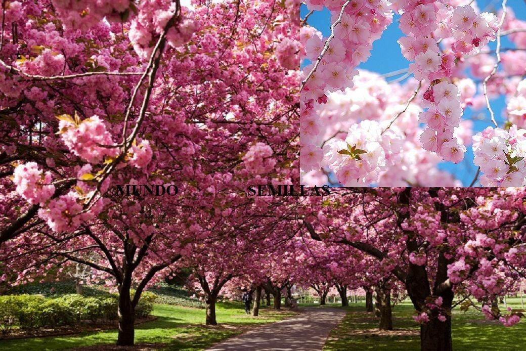 CEREZO japonés sakura Prunus serrulata Ideal Bonsai 50 Semillas Seeds