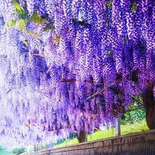Two Chinese Purple Wisteria Vines 6–18” Tall • Bare Root • Fast Growing Flowerin
