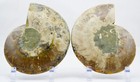 Fossil PAIR Ammonite Great Color Crystal Cavities XXXL 7.3" 110myo 187mm e3659ss — photo 7