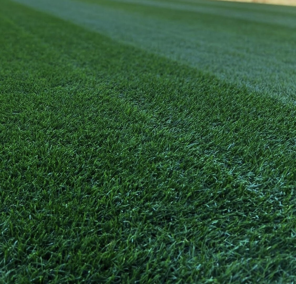 Midnight Kentucky Bluegrass 80,000 Seeds - USA SELLER FREE SHIPPING!