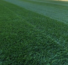 Midnight Kentucky Bluegrass 80,000 Seeds - USA SELLER FREE SHIPPING!