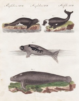 Seehund Selöwe Robbe Robben seal seals Walross walrus Kupferstich Bertuch 1800