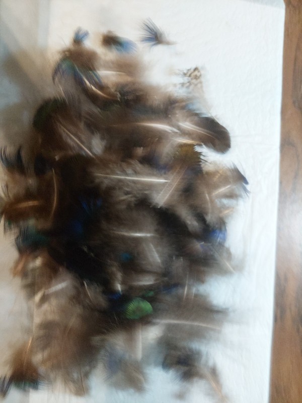 Lot Of Natural  Peacock Frathers For Crafts, Earrings, Dreamcatchers Or Fishing