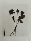Medical Photography X-Ray Vintage Bouquet Of Roses Alain Pol Kodak