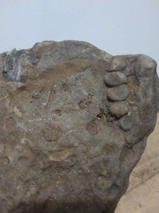 Fossil Worm Trail Arkansas Found slab Big Worm Or Crinoid, Trilobite Unknown