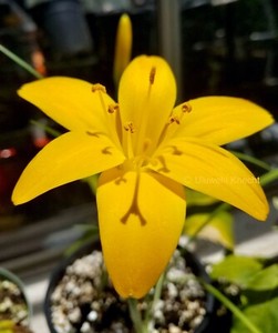 Pyrolirion arvense SHIMMERING GOLD "giant zephryanthes" EXTREMELY RARE amaryllis