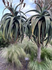 10 Semi Di Aloe Arborescens – Confezione Con Semi Per Coltivare La Tua Pianta Di Aloe Arborea