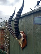 Antique Taxidermy Horns Skull Antlers antelope African Tsessebe
