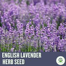 English Lavender Herb Seeds   Beautiful, Fragrant, and Hardy Herb, 100 Seeds