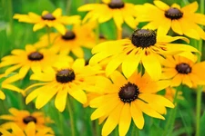 Black Eyed Susan Seeds, Rudbeckia Hirta, Classic Wildflower, FREE SHIPPING