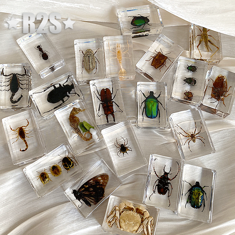 12 Pcs Insect in Resin Specimen Bugs Collection Paperweights Arachnid