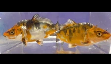 8” Doitsu Kujaku Koi!  Choice Of 2 Pictured In Ad Or PM To Take Both For $80