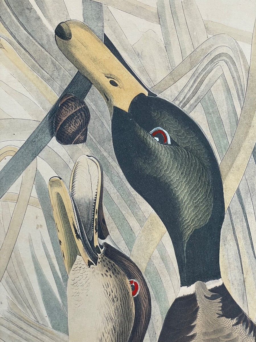 1836 Audubon Print - Mallard Duck - Havell No.45 Plate CCXXI