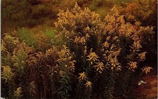 Goldenrod Plant New York Nebraska & Kentucky State Flower Chrome