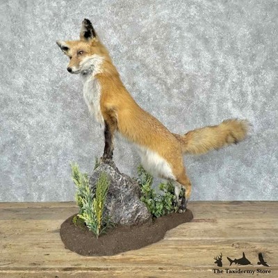 #31573 E | Red Fox Life-Size Taxidermy Mount For Sale