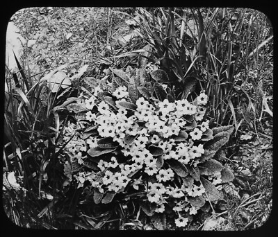 Magisches Laternendia PRIMROSES C1890 VIKTORIANISCHES FOTO BLUMENSTUDIE GWW