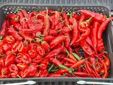 MIX Hot Chili Pepper Seeds x100 MICHIGAN-GROWN Non-GMO Organic