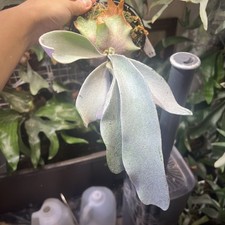 Platycerium willinckii Hybrid Omo*banna A