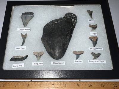 #ad #ad XL Megalodon Era Shark Teeth Collection Framed Labeled Fossil Shark Tooth Lot $84.99