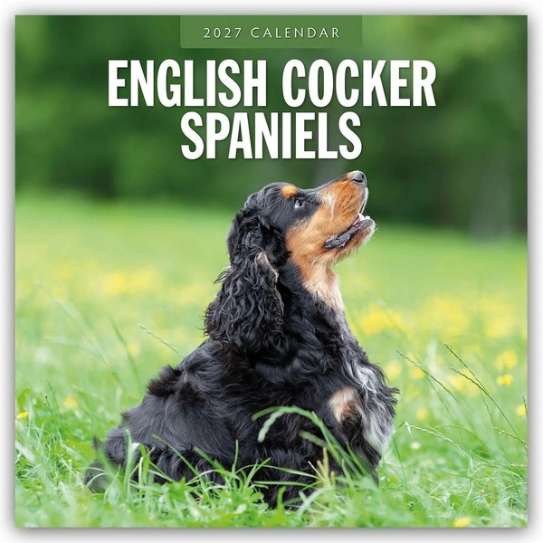 Robin Red | English Cocker Spaniels - Englisch Cocker Spaniel 2027 -...-image