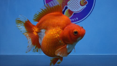 Goldfish Red/White Short Tail Ryukin Female